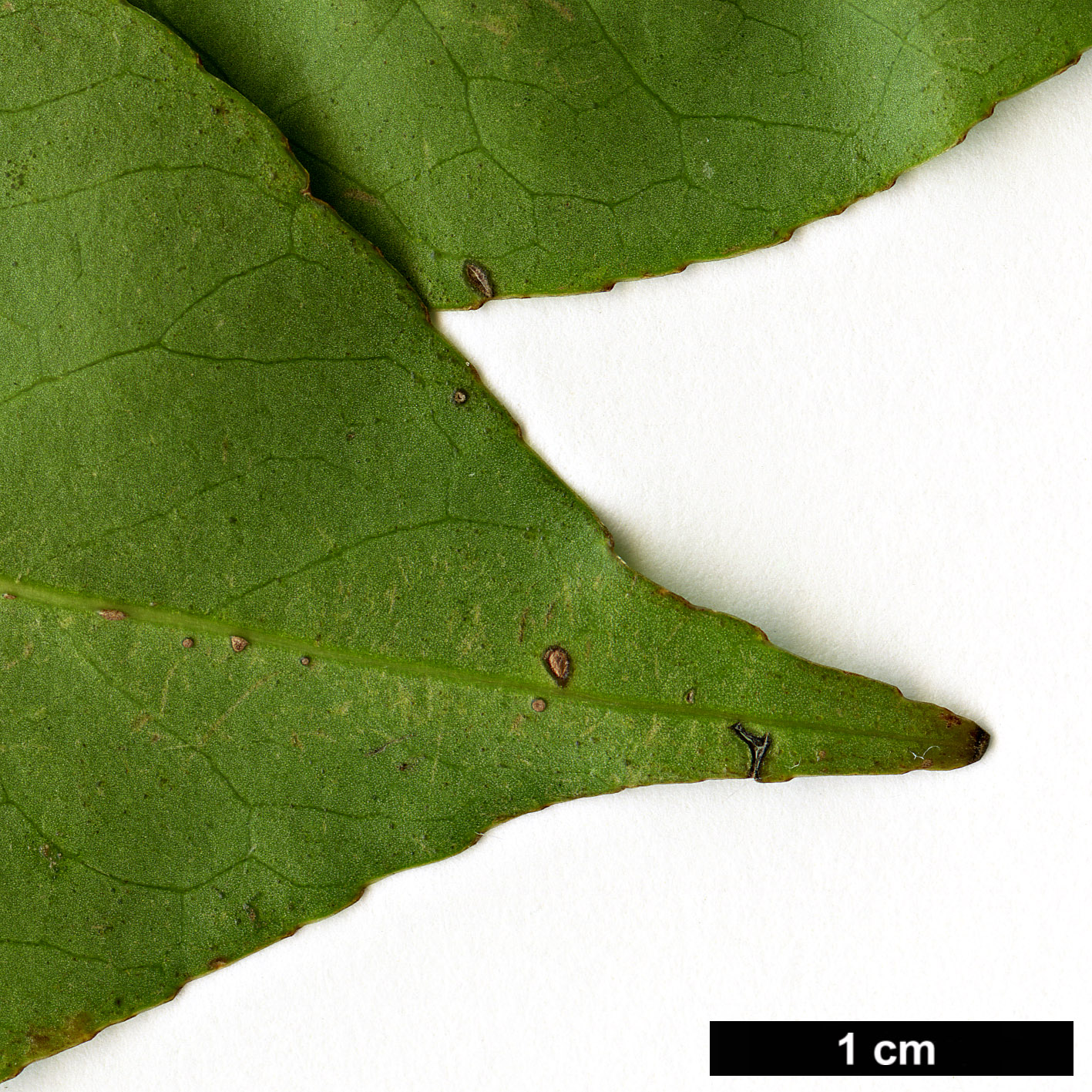 High resolution image: Family: Aquifoliaceae - Genus: Ilex - Taxon: fargesii - SpeciesSub: subsp. melanotricha